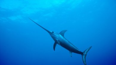 با شمشیر ماهی آشنا شوید