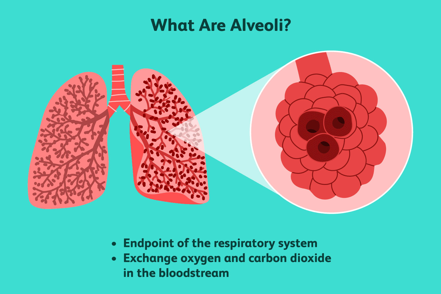 crossfit-lung-anatomy-the-airway-and-alveoli