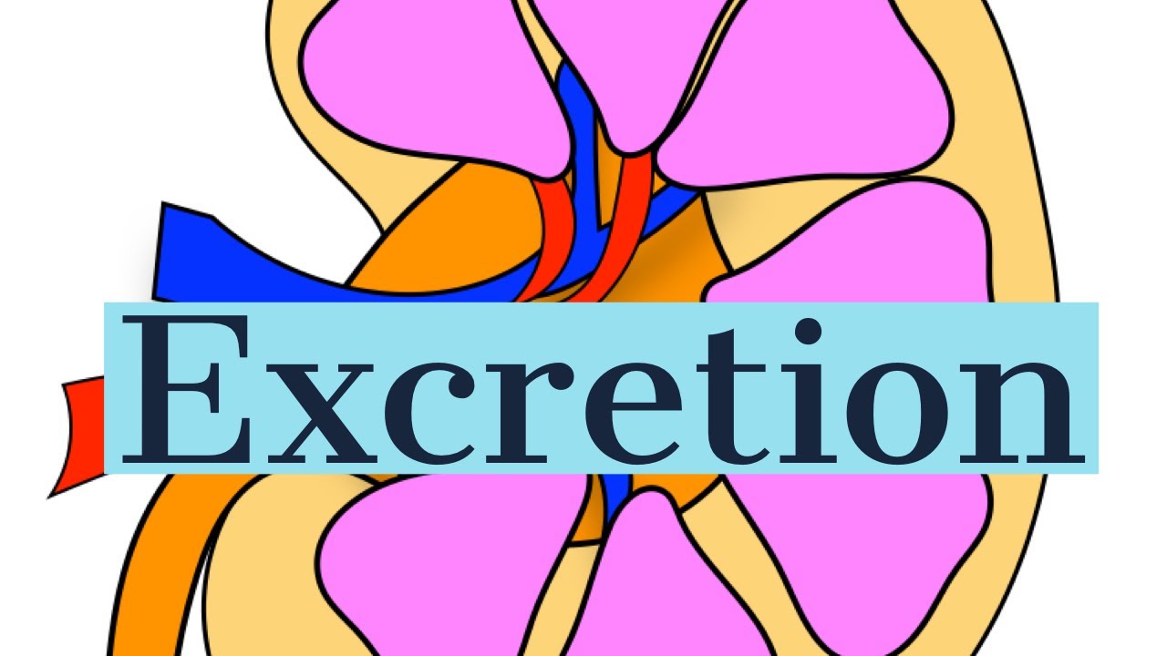 What Are Importance Of Excretion