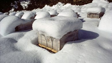 زنبورها در زمستان به کجا می روند؟