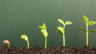 منظور از رشد چیست؟