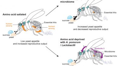 نقش میکروب ها و باکتری های دستگاه گوارش در تغذیه و وزن