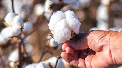 آنچه که از گیاه پنبه باید بدانید