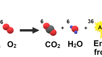 منظور از تنفس چیست؟