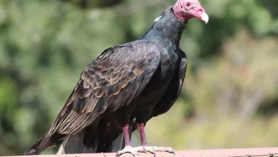 با زندگی کرکس آشنا شوید