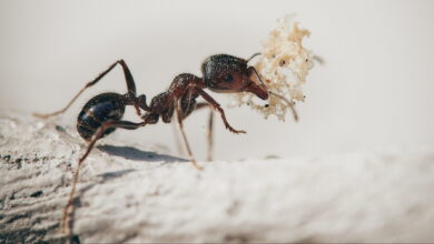 آیا مورچه حس بویایی دارد؟