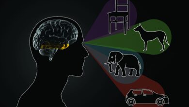 مغز انسان چگونه افراد مشهور را میشناسد؟