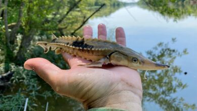 آیا ماهیان خاویاری فسیل زنده هستند؟