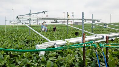 تاثیر ازون و گرما بر کشت سویا چیست؟