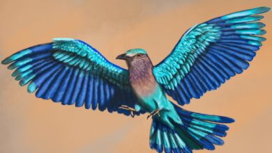 با سبز قبای هندی آشنا شوید