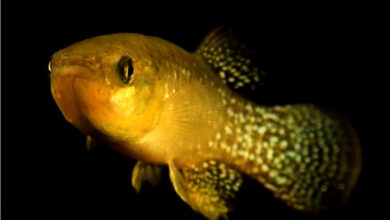 ماهیهای Gulf killifish خود را با آلودگی وفق دادهاند