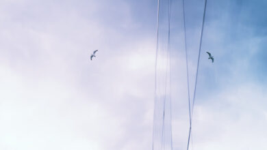 آسمانخراشها چه دردسرهایی برای پرندگان ایجاد میکنند؟