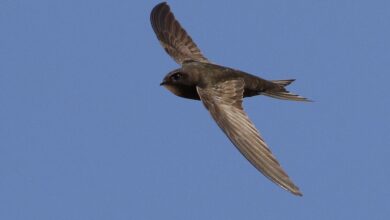 کدام پرنده می‌تواند مدت بیشتری پرواز کند؟