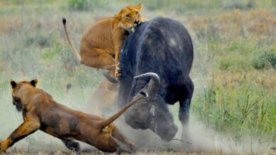 آیا تنظیم جمعیت جانوران در طبیعت، فقط از طریق طعمه‌خواری صورت می‌گیرد؟