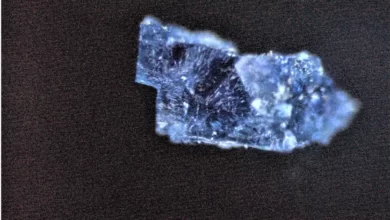 حیات با شهاب سنگ آمده است؟