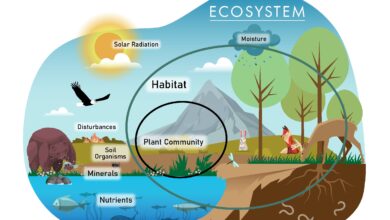 منظور از اکوسیستم چیست؟